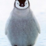 cute-penguin-image-clipart-picture